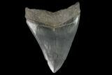 Serrated Fossil Megalodon Tooth #129983-1